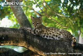 Illustration for article titled Caturday - Leopardus tigrinus Edition